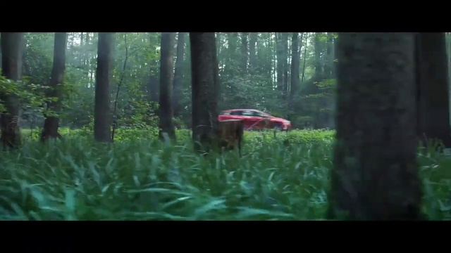 Video Reference: Nature, Forest, Vegetation, Natural environment, Woodland, Jungle, Nature reserve, Biome, Wilderness, Tree