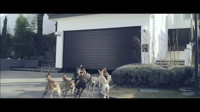 Video Reference: Dog, Canidae, Photography, Screenshot, Police dog, Guard dog, Window, House, Working dog