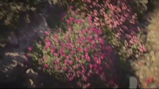 Video Reference: flora, nature, ecosystem, vegetation, flower, tree, woody plant, plant, autumn, leaf