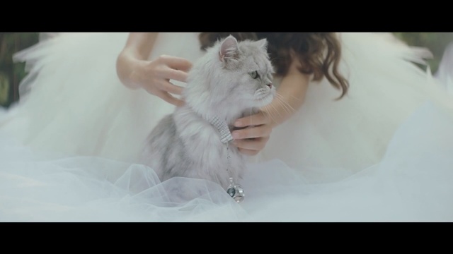 Video Reference: cat, photograph, mammal, skin, vertebrate, small to medium sized cats, fur, cat like mammal, whiskers, girl