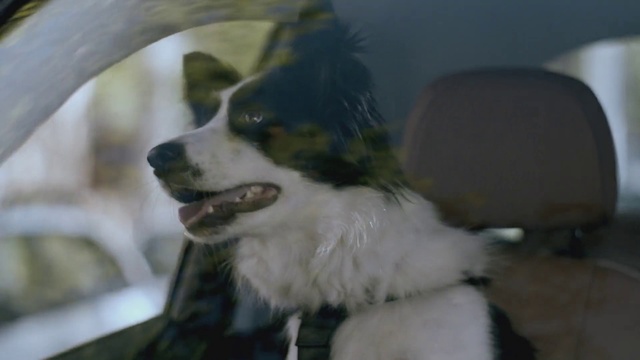 Video Reference: Dog, Mammal, Vertebrate, Dog breed, Canidae, Carnivore, Snout, Companion dog, Border collie, Australian shepherd