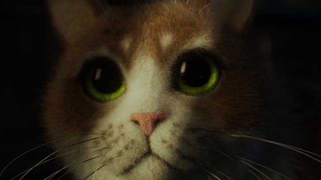 Video Reference: Cat, Mammal, Vertebrate, Whiskers, Small to medium-sized cats, Felidae, Nose, Face, Snout, Carnivore