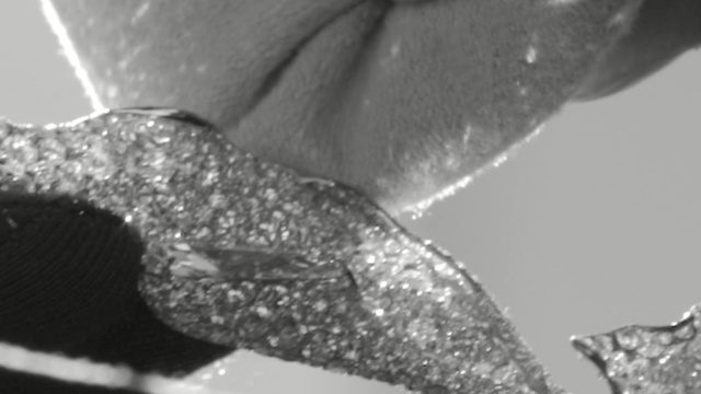 Video Reference: black and white, black, water, monochrome photography, close up, photography, monochrome, macro photography, organism, stock photography
