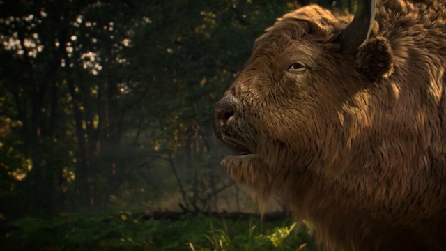 Video Reference: Wildlife, Terrestrial animal, Snout, Organism, Adaptation, Fawn, Forest, Whiskers