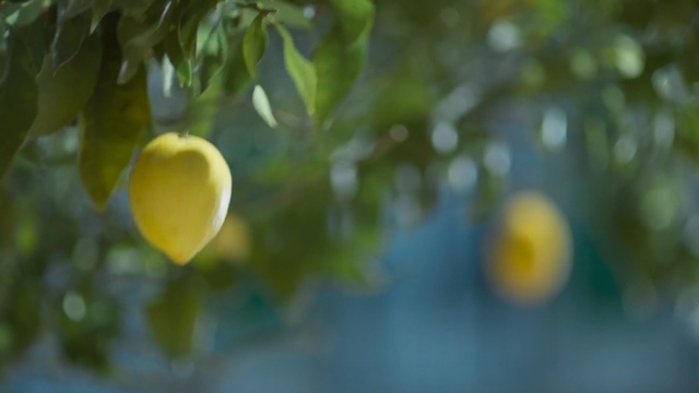 Video Reference: yellow, vegetation, citrus, sunlight, branch, tree, flora, leaf, sky, close up