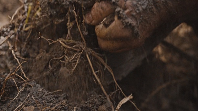 Video Reference: Tree, Branch, Soil, Plant, Wildlife, Trunk, Twig