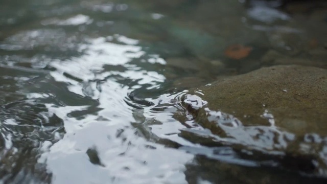 Video Reference: Water, Watercourse, Pond, Wildlife