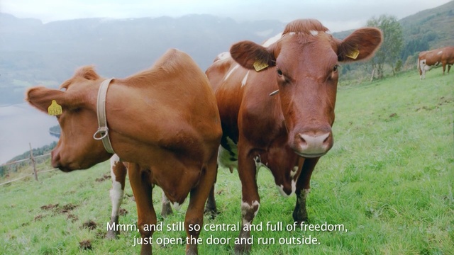 Video Reference: cattle like mammal, pasture, fauna, grassland, dairy cow, grazing, cow goat family, grass, livestock, meadow
