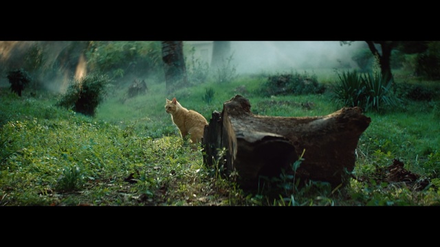 Video Reference: fauna, ecosystem, wildlife, wilderness, grass, tree, screenshot, forest, jungle, biome