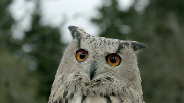 Video Reference: owl, bird, bird of prey, fauna, beak, wildlife, great grey owl