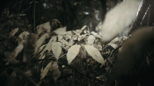 Video Reference: leaf, darkness, tree, black and white, autumn, branch, monochrome, plant, computer wallpaper