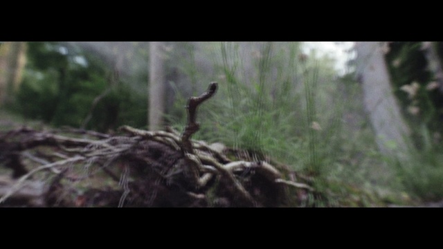 Video Reference: Nature, Wildlife, Vegetation, Forest, Jungle, Natural environment, Tree, Woodland, Rainforest, Wilderness