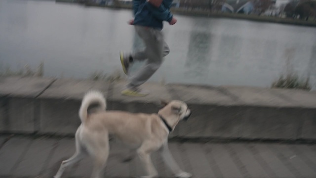 Video Reference: dog, dog like mammal, mammal, dog breed group, dog breed, siberian husky, carnivoran, sporting group