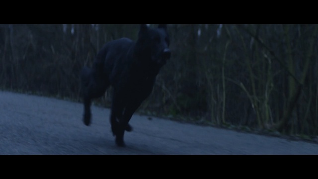 Video Reference: Black, Wildlife, Dog breed, Darkness, Organism, Sporting Group, Screenshot, Photography, Canidae, Guard dog, Person