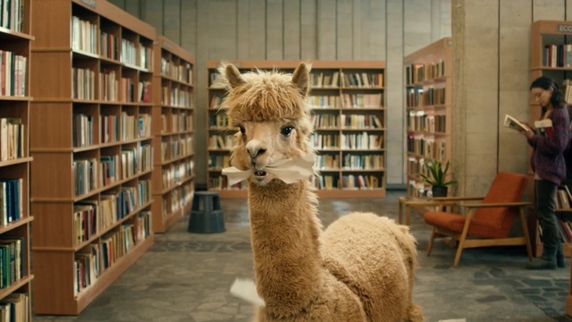 Video Reference: camel like mammal, alpaca, llama, livestock