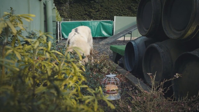 Video Reference: Grass, Plant, Shrub