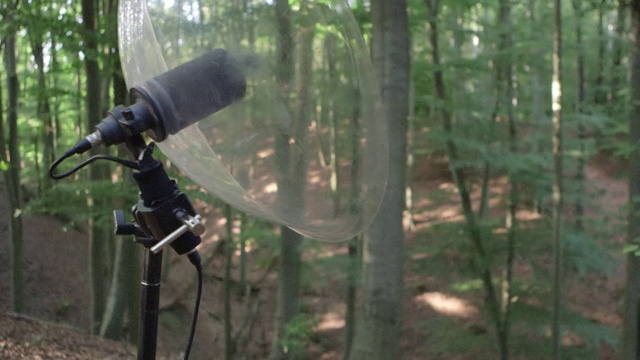 Video Reference: Nature, Forest, Woodland, Natural environment, Biome, Nature reserve, Tree, Camera accessory, Tripod, Cameras & optics