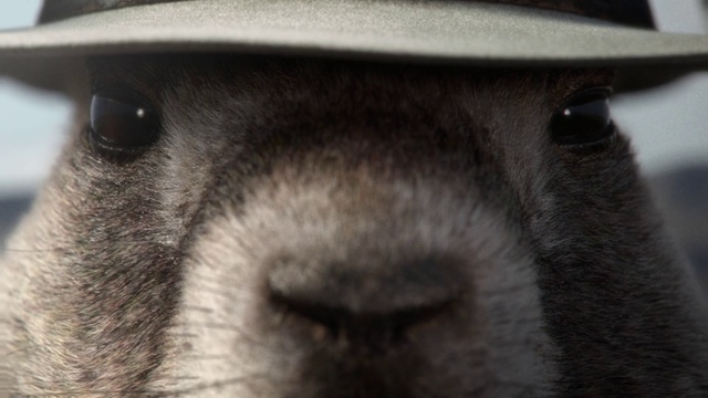 Video Reference: Nose, Snout, Close-up, Eye, Organ, Photography, Whiskers, Canidae, Ear, Fur, Animal, Mammal, Hat, Looking, Wearing, Indoor, Cat, Brown, Face, Camera, Head, Sitting, Close, Eyes, Small, Llama, Black, Staring, White, Kitchen, Standing, Sheep, Laying, Monkey, Closeup, Carnivore