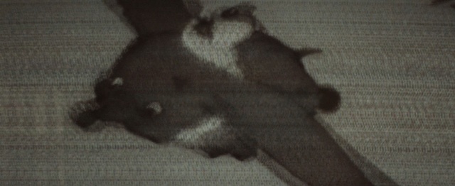 Video Reference: Tail