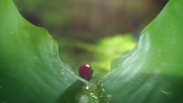 Video Reference: Green, Water, Leaf, Macro photography, Botany, Close-up, Plant, Flower, Photography, Dew