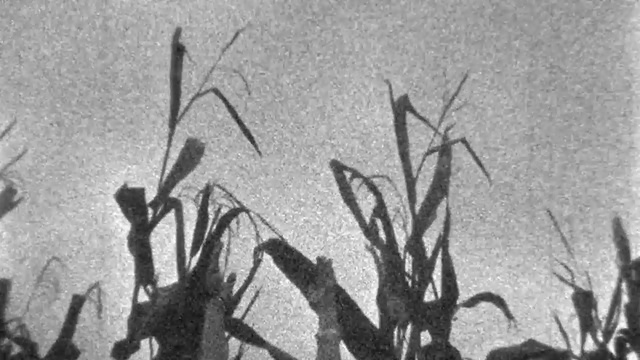 Video Reference: Black-and-white, Monochrome photography, Branch, Grass, Plant, Plant stem, Grass, Twig, Tree, Adaptation