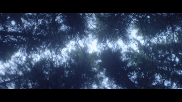 Video Reference: Sky, Nature, Black, Atmosphere, Blue, Tree, Darkness, Daytime, Natural environment, Atmospheric phenomenon