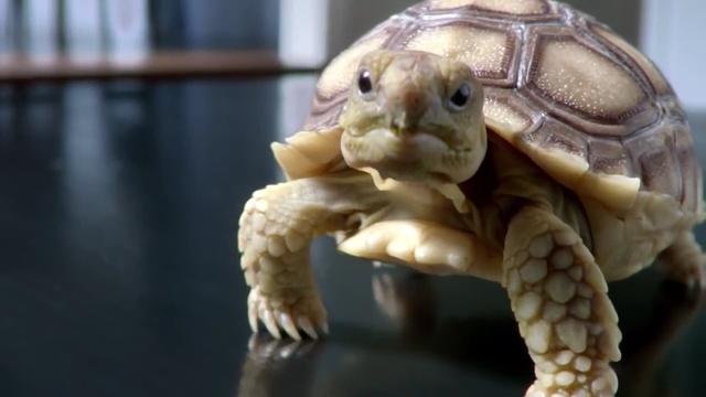 Video Reference: tortoise, turtle, reptile, emydidae, organism, terrestrial animal, snout