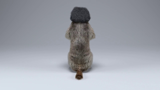 Video Reference: Fur, Wool, Tail, Marmot