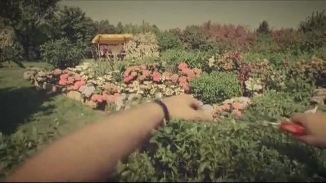 Video Reference: ecosystem, vegetation, plant, flora, grass, tree, flower, shrub, landscape, plant community