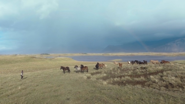 Video Reference: Sky, Steppe, Ecoregion, Grassland, Natural environment, Herd, Plain, Cloud, Landscape, Pasture