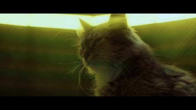 Video Reference: Cat, Mammal, Whiskers, Small to medium-sized cats, Felidae, Snout, Carnivore, Morning, Close-up, Organism