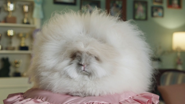 Video Reference: fur, dog breed group, snout, whiskers