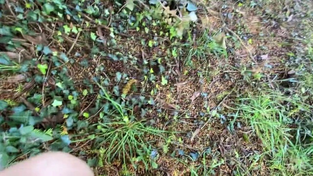 Video Reference: Grass, Soil, Plant, Grass family, Lawn, Groundcover, Weed, Flower, Sedge family