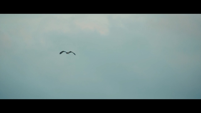 Video Reference: sky, nature, atmosphere, flock, bird migration, ecosystem, daytime, bird, morning, animal migration