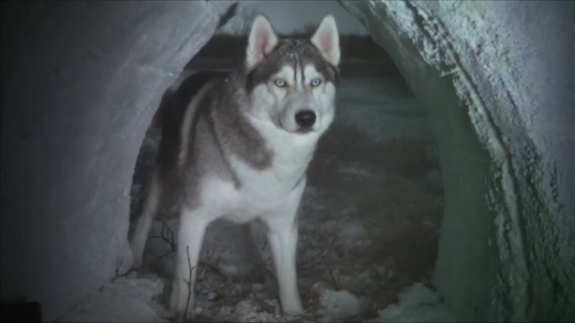 Video Reference: Mammal, Vertebrate, Siberian husky, Dog, Canidae, Alaskan malamute, Dog breed, Carnivore, Wolfdog, Sakhalin husky