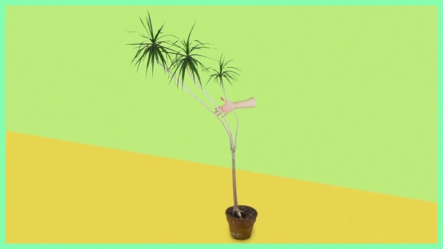 Video Reference: Green, Tree, Plant, Palm tree, Woody plant, Arecales, Flowerpot, Plant stem, Terrestrial plant, Houseplant, Holding, Sitting, Monitor, Front, Yellow, Table, Television, Sign, Man, Room, Text, Child art, Flower, Vector graphics