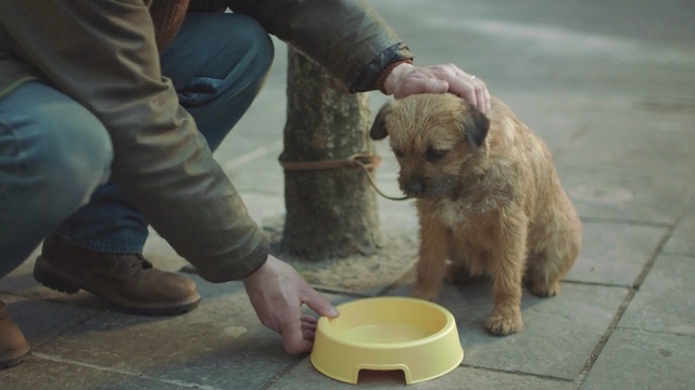 Video Reference: Dog, Canidae, Mammal, Dog breed, Carnivore, Norfolk terrier, Terrier, Companion dog, Sporting Group, Dutch smoushond, Person