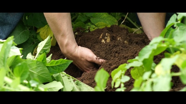 Video Reference: plant, soil, leaf, local food, herb, leaf vegetable, grass, crop