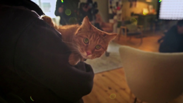 Video Reference: Cat, Felidae, Small to medium-sized cats, Whiskers, Snapshot, Fur, Carnivore, Kitten, Ear, Asian