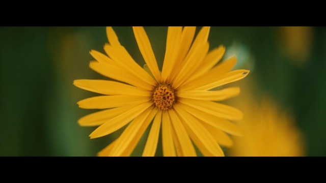 Video Reference: Yellow, Flower, Nature, Petal, Macro photography, Plant, Close-up, Flowering plant, Wildflower, Pollen