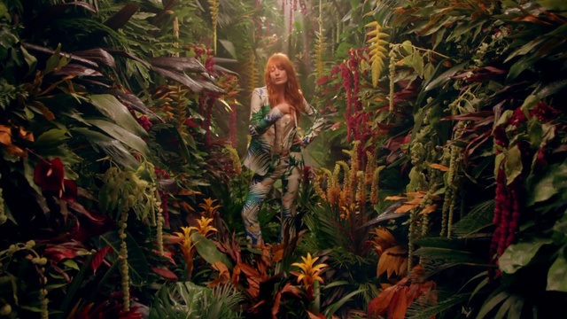 Video Reference: Vegetation, Natural environment, Jungle, Forest, Terrestrial plant, Rainforest, Plant, Botany, Leaf, Flower