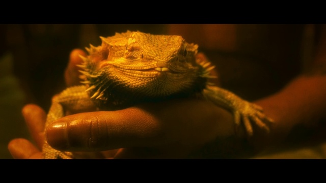Video Reference: Reptile, Iguania, Lizard, Scaled reptile, Iguana, Dragon lizard, Adaptation, Mouth, Organism, Chameleon