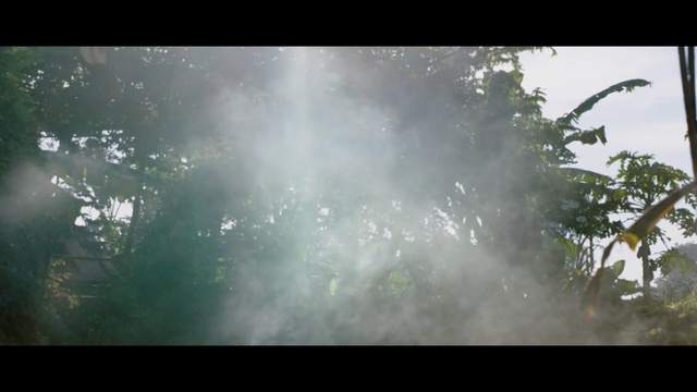 Video Reference: nature, green, water, vegetation, tree, atmosphere, ecosystem, sky, leaf, sunlight