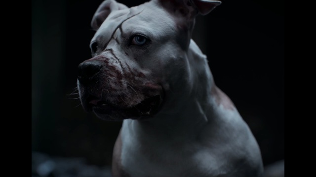 Video Reference: Dog, Vertebrate, Dog breed, Mammal, Canidae, Snout, Cordoba fighting dog, American pit bull terrier, Carnivore, Pit bull