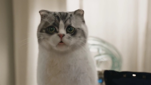 Video Reference: cat, small to medium sized cats, cat like mammal, whiskers, domestic short haired cat, snout, scottish fold, asian, aegean cat, american wirehair