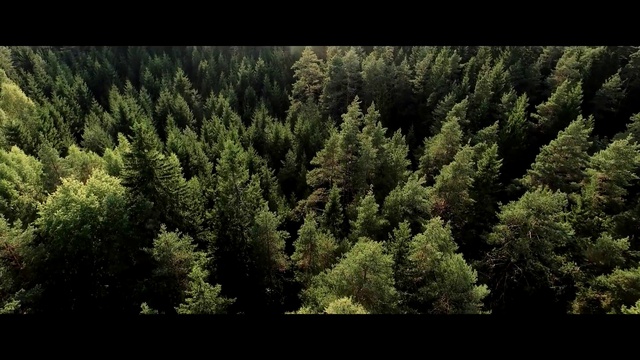Video Reference: Tree, Vegetation, Nature, Tropical and subtropical coniferous forests, Green, Forest, Biome, Natural environment, Plant, Woody plant