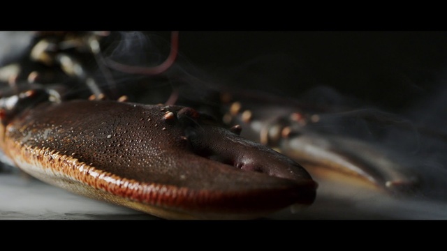 Video Reference: Organism, Photography, Fish, Fish