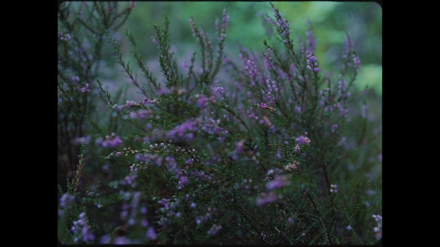 Video Reference: Nature, Plant, Lavender, Flower, Vegetation, Organism, Subshrub, Purple, Water, Spring