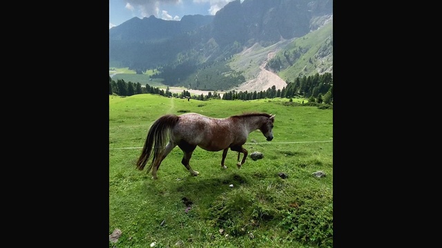 Video Reference: Horse, Mammal, Vertebrate, Pasture, Mane, Grassland, Mustang horse, Natural landscape, Mare, Stallion