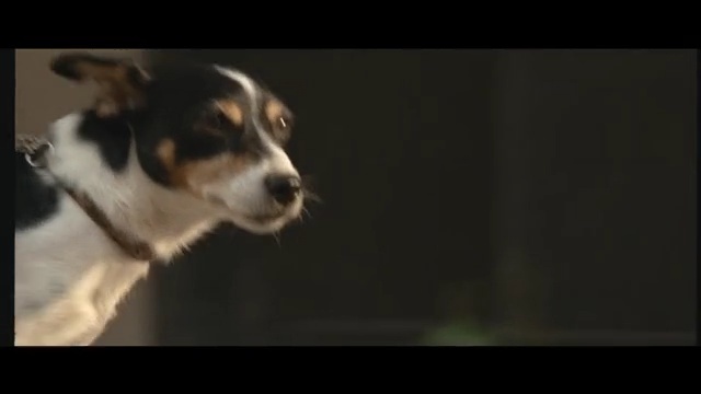 Video Reference: Mammal, Vertebrate, Dog breed, Dog, Canidae, Carnivore, Russell terrier, Companion dog, Australian shepherd, Rat terrier